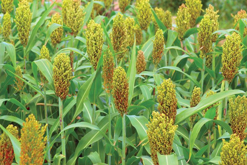 Sorghum Market 2024