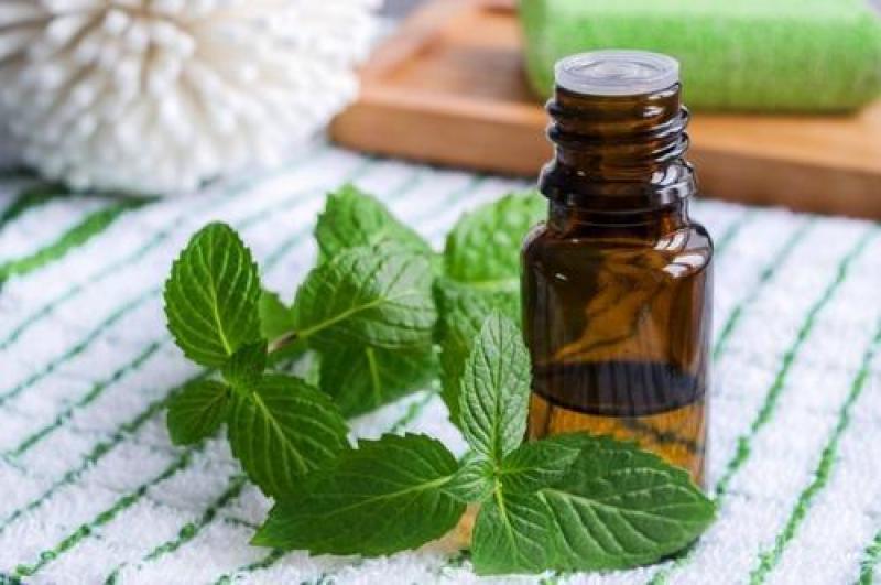 Spearmint Oil Market 2019 Segmentation and Analysis by Recent Trends, Development and Growth Spearmint Oil, Spearmint Oil Market, Spearmint Oil Market Growth