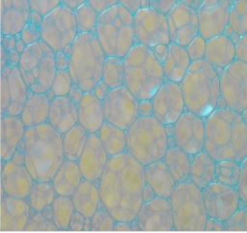 Global Surface Active Agents Market Report 2020
