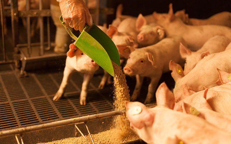 Swine Feed Market
