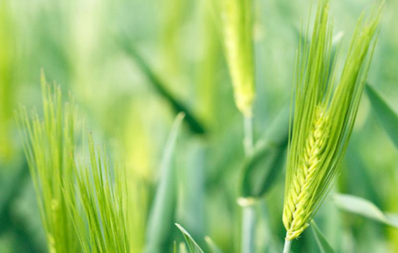 Syngas Catalysts Market Research Report 2019 Syngas Catalysts, Syngas Catalysts Market, Syngas Catalysts Market Growth