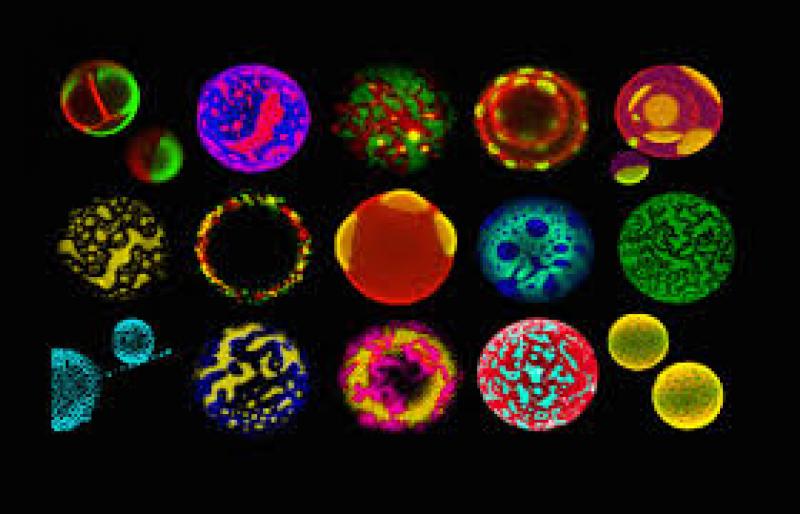 Synthetic Biology Market