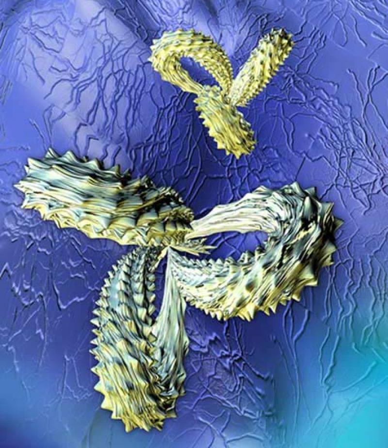 T-Cell Redirecting Bispecific Antibodies