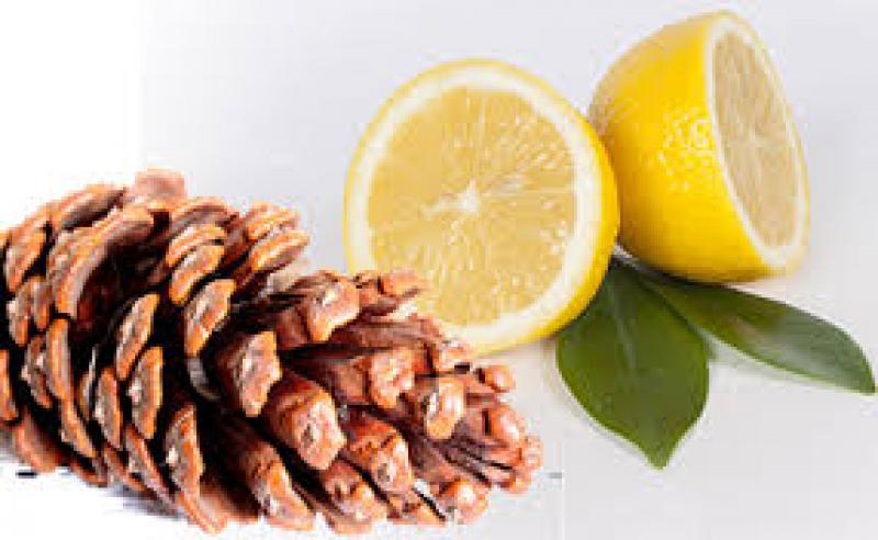 Global Terpinolene Sales Market Report 2018 by Manufacturer, Region, Type and Application Terpinolene