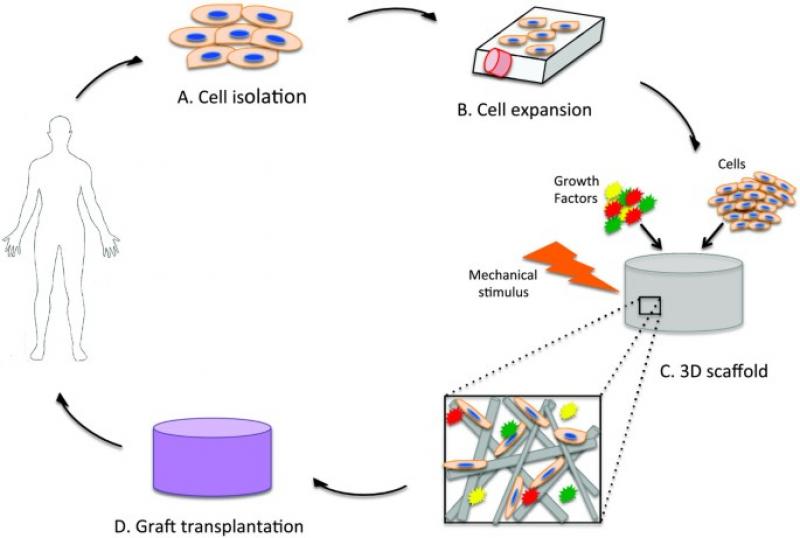 Tissue Engineering Market 