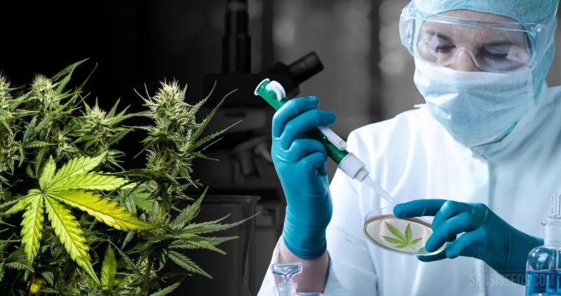 Cannabis Testing Services Market