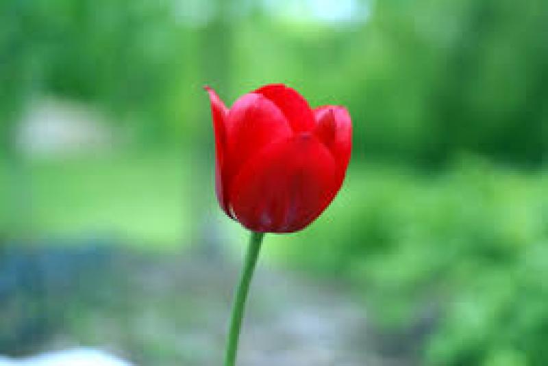 Tulip 