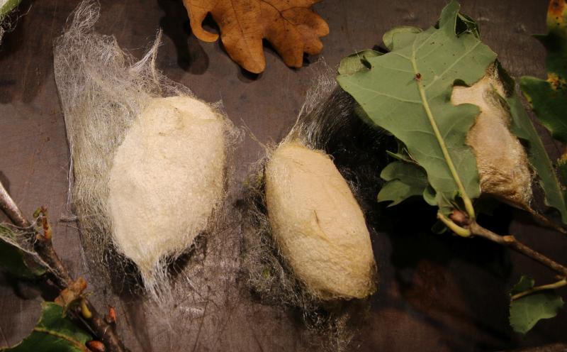 Tussah Silks Industry