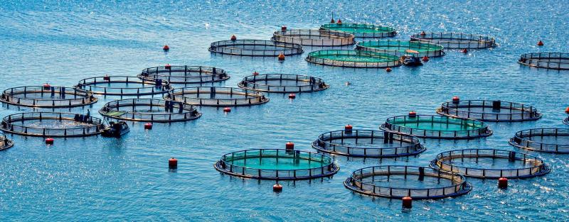 U.S. aquaculture chemical marke