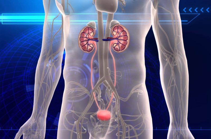 Urinary Tract Infection Therapeutic Market Urinary Tract Infection Therapeutic Market