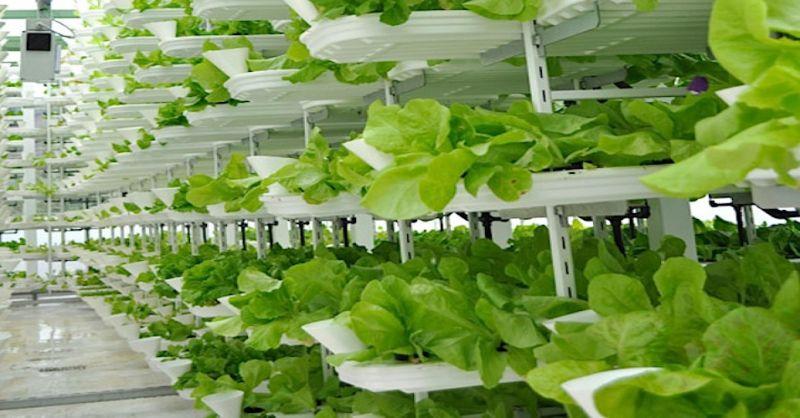 Vertical Farming Market 
