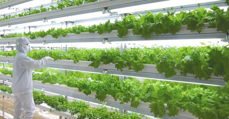 vertical farming plant factory market shares strategies and vertical farming plant factory market shares strategies and