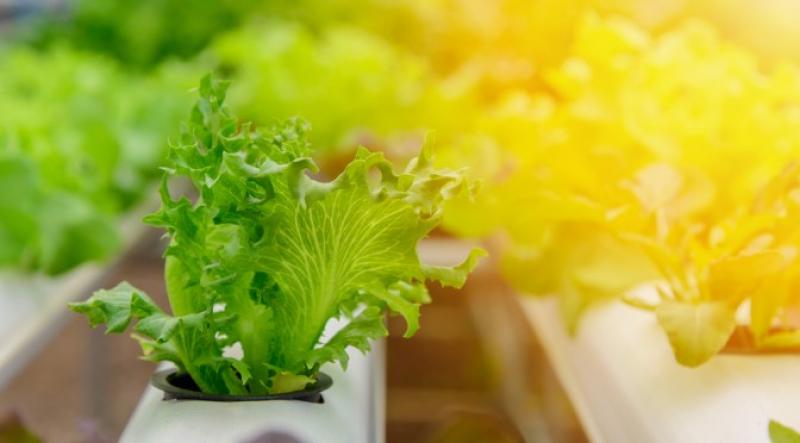 Vertical Farming Market Professional Survey Report 2017