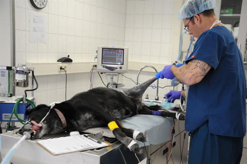 Global Veterinary Capital Equipment Market 