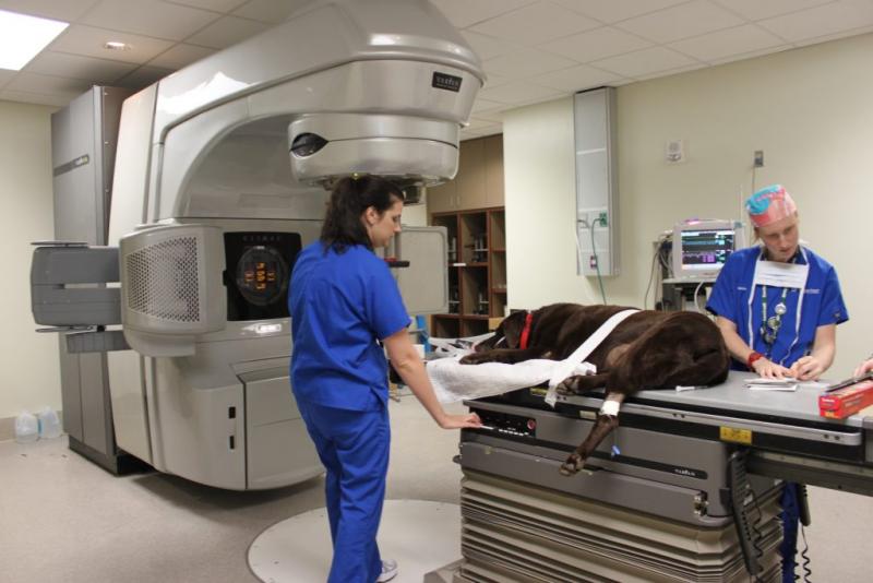 Veterinary Oncology Market