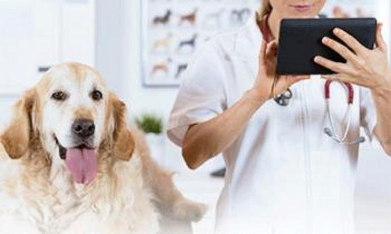 Veterinary Software