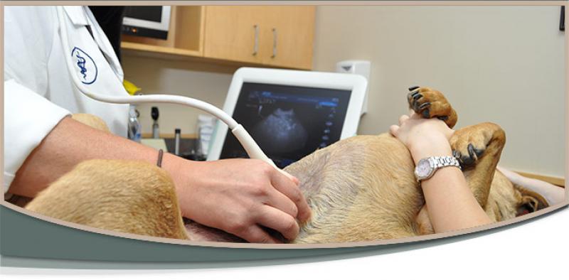 Операция мочевой пузырь собака. УЗИ брюшной полости собаке.