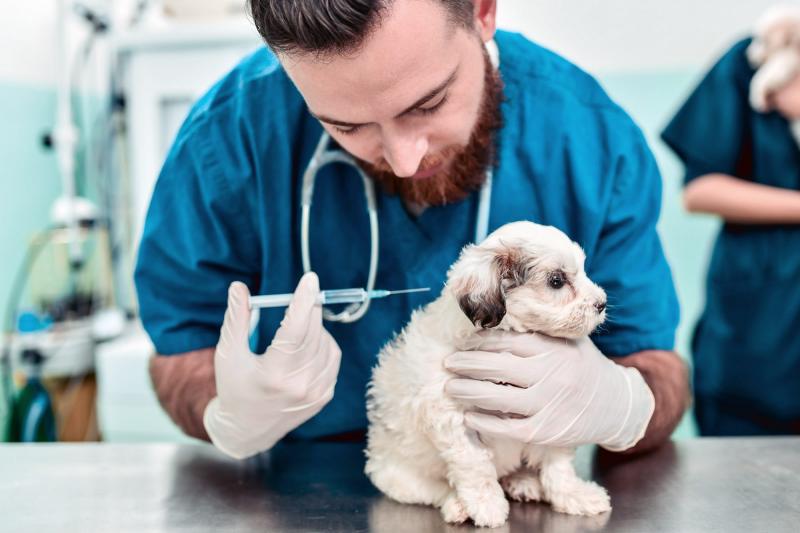 Veterinary Vaccines Market