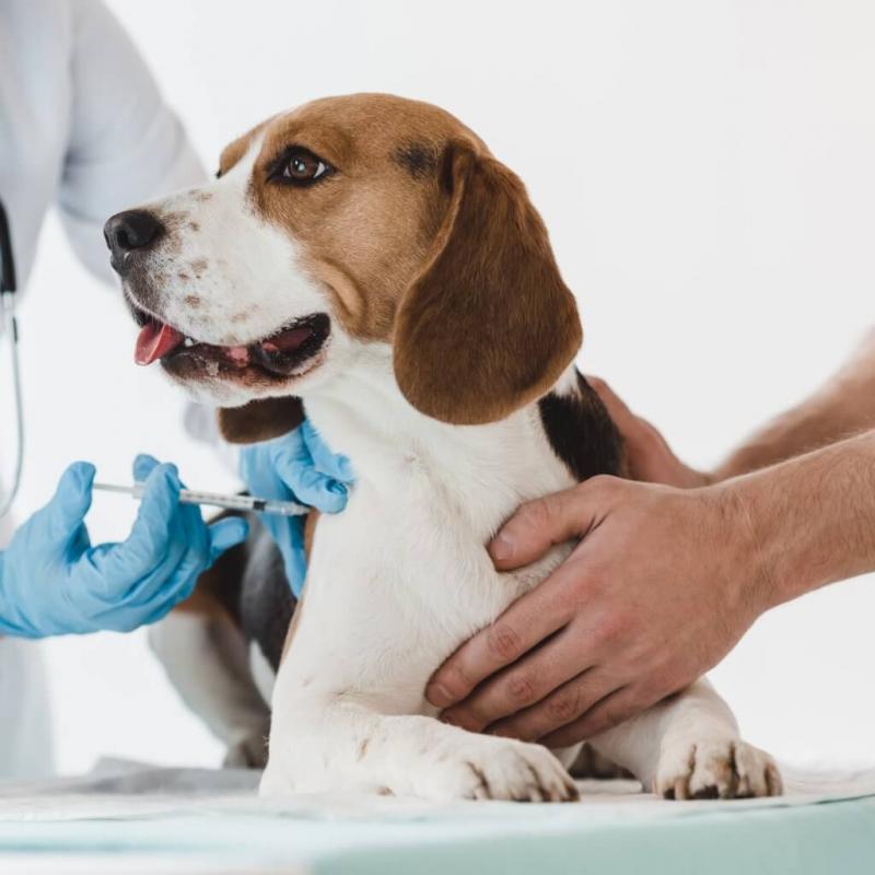 Veterinary Vaccines Market