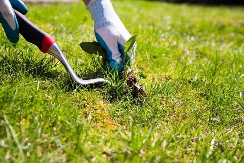 Weed Control Market