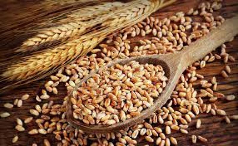Wheat Protein (Wheat Gluten)