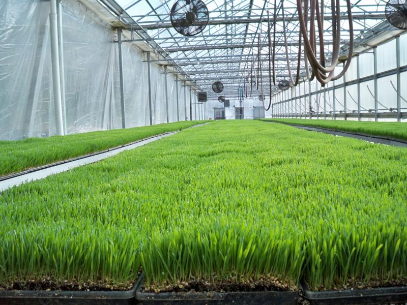 Wheatgrass Products Market
