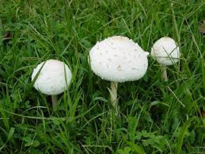 White Mushroom