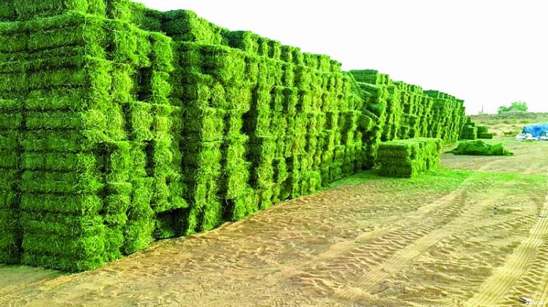 Alfalfa hay