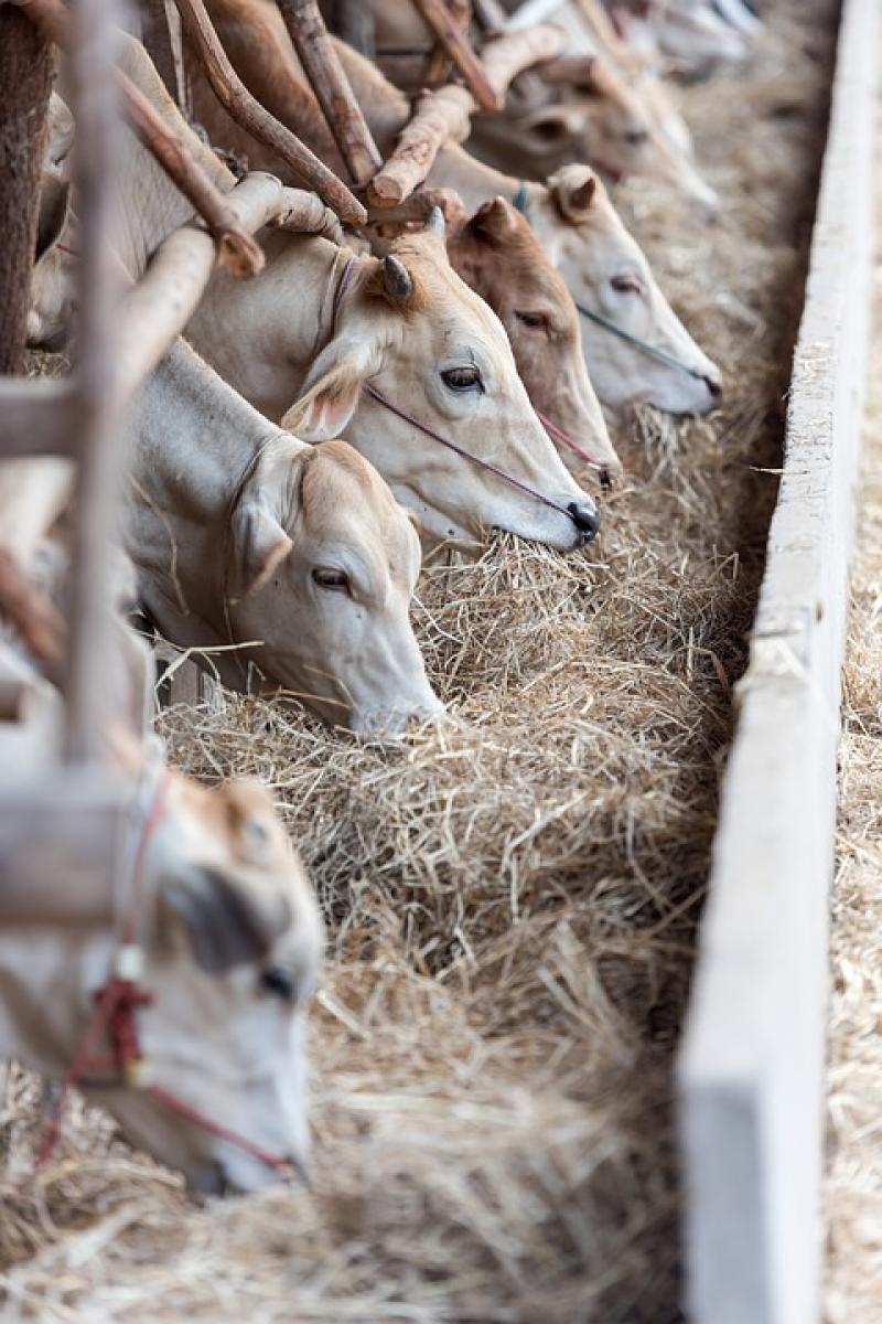 Animal Feed Market 