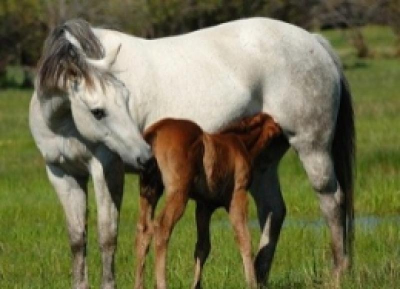 Animal Genetics Market 