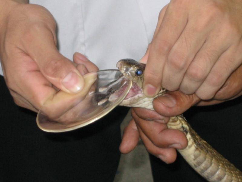 Antivenom Market