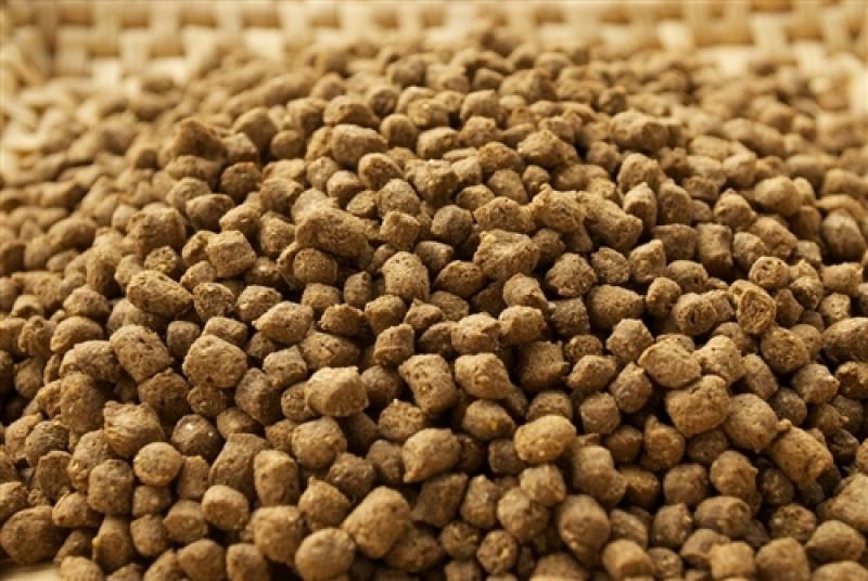 Fish Feed Market