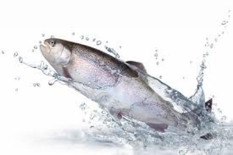 Aquafeed Market
