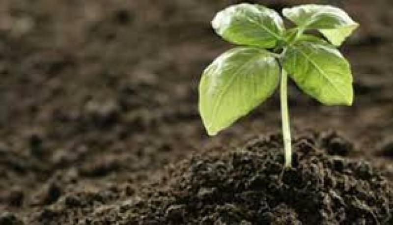 Biofertilizer Market Industry, Analysis, Size, Share, Report & Forecast 2019-2024