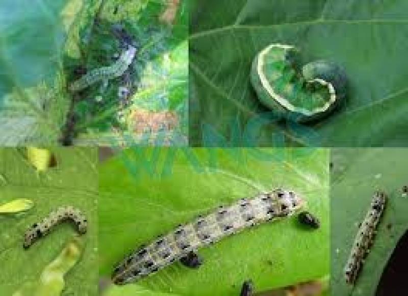 2017-2022 Global and Japan Biological Insecticide Market Analysis Report Biological Insecticide