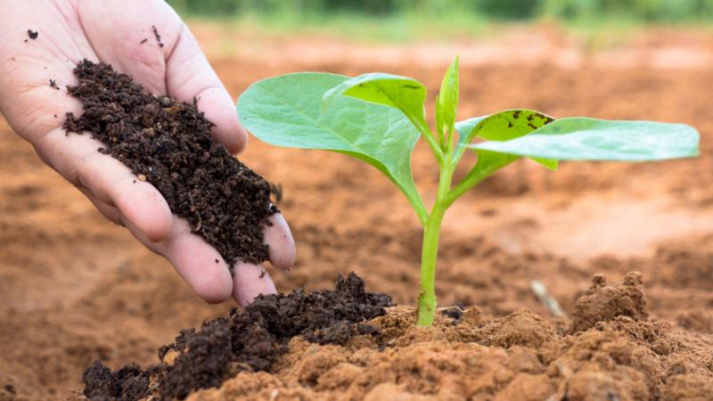 Biofertilizers Market