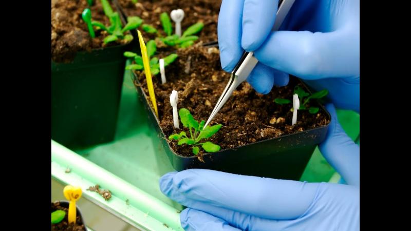 Bioherbicides Market