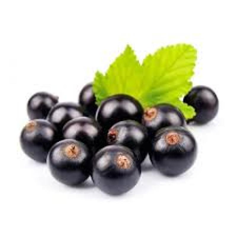 Blackcurrant Seed Oil Market