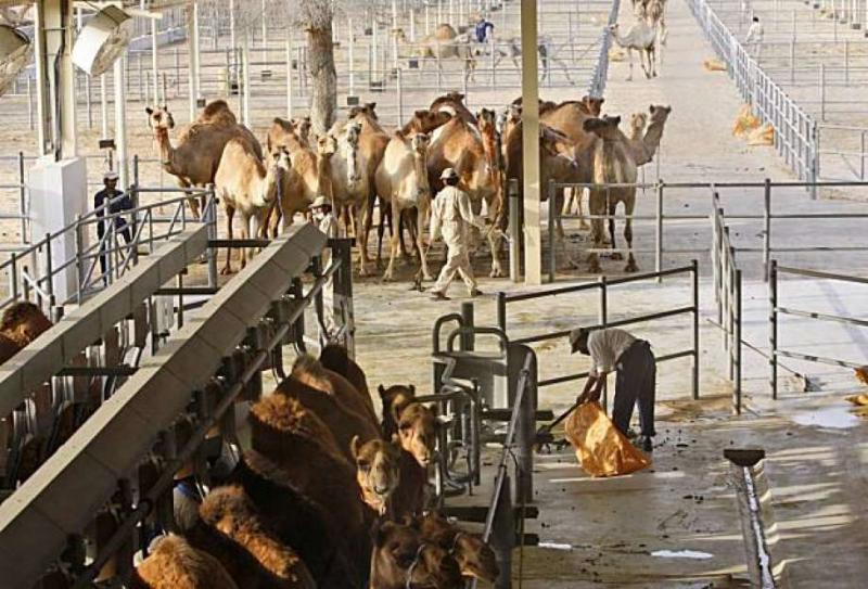global camel dairy market