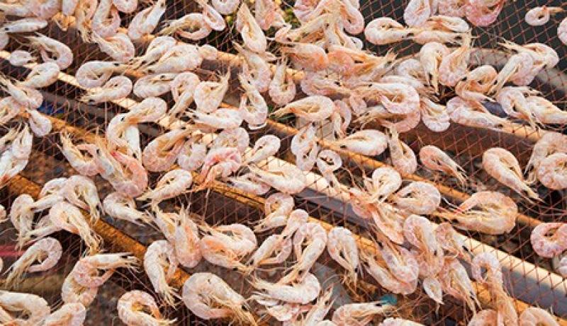 Commercial Aqua Feed Market 2024