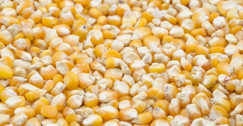 Corn Seed Market  2025