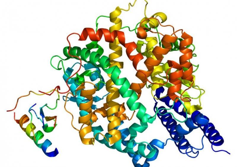 North America Detergent Grade Enzymes Market Report And Forecast 2019-2024