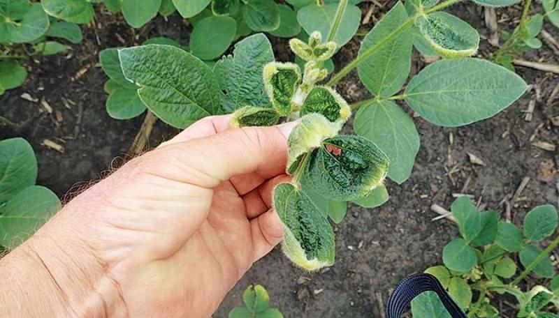 Dicamba Herbicide Market | PBIGP Dicamba Herbicide Market | PBIGP