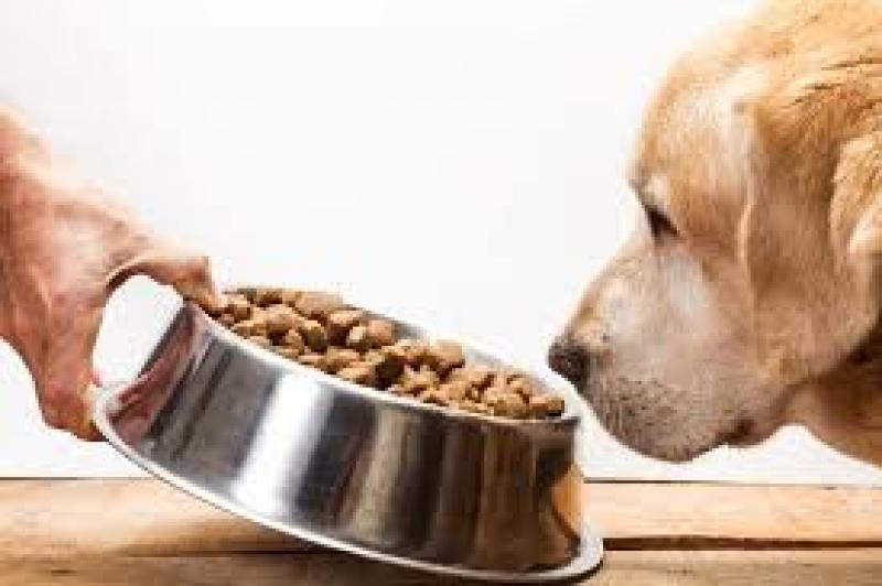 Dog Food Market Size, Share, Industry, Trends,Price, Outlook & Report 2019-2024