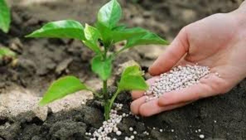 Starter Fertilizers Market 2024