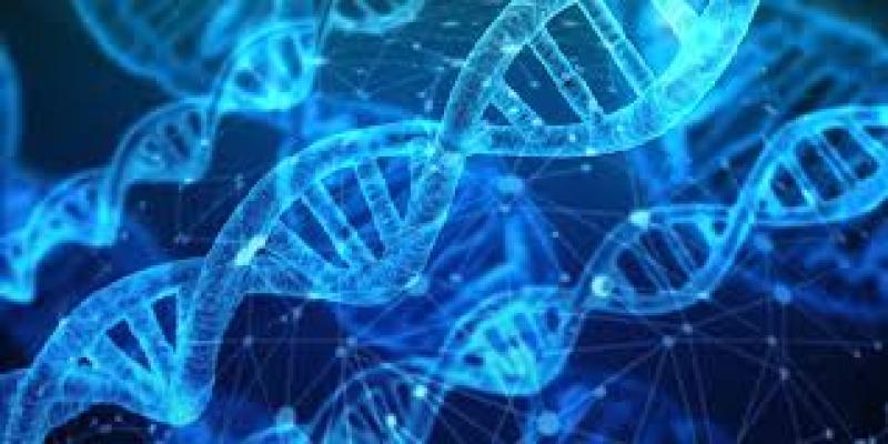 DNA Polymerase