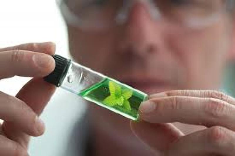 Feed Phytogenics Market 2025