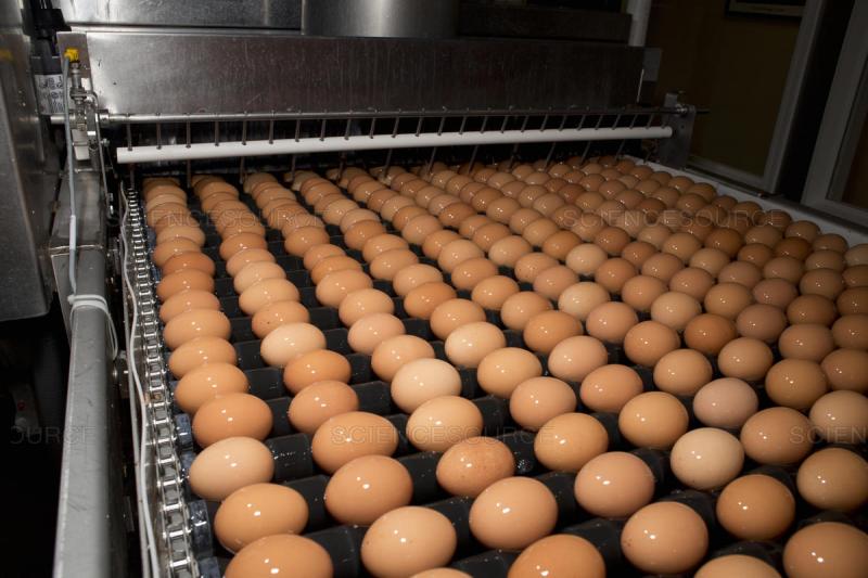 Egg Processing Market