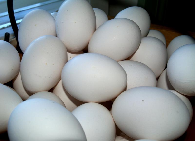 Egg Processing Market