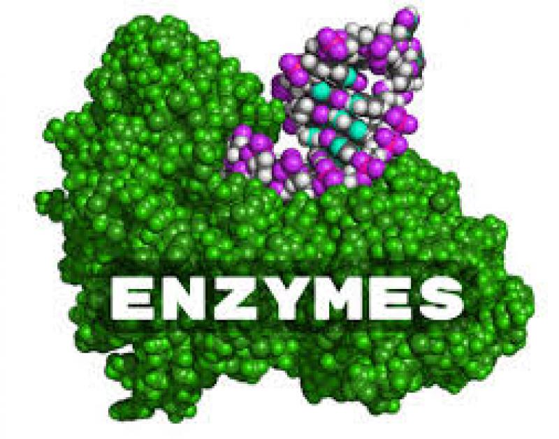 Europe Enzymes Market Trends, Growth, Industry, Report and Forecast 2019-2024